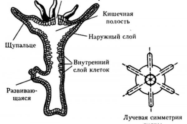 Кракен шоп зеркало