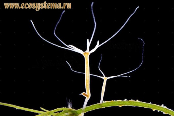 Сайты где купить наркотики